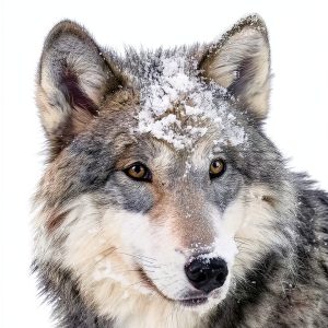 National Geographic Kids Wolf Book for Kids, Ages 7-10, 116 Pages-0